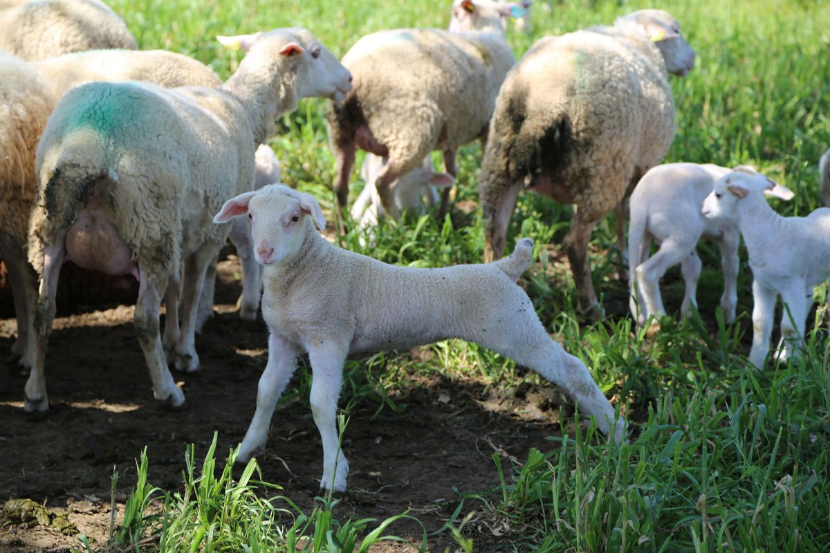 Ferme d'hôte, en pleine nature, entre Lot et Dordogne ©Serge Briez